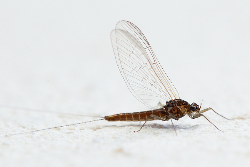 Baetis rhodani?